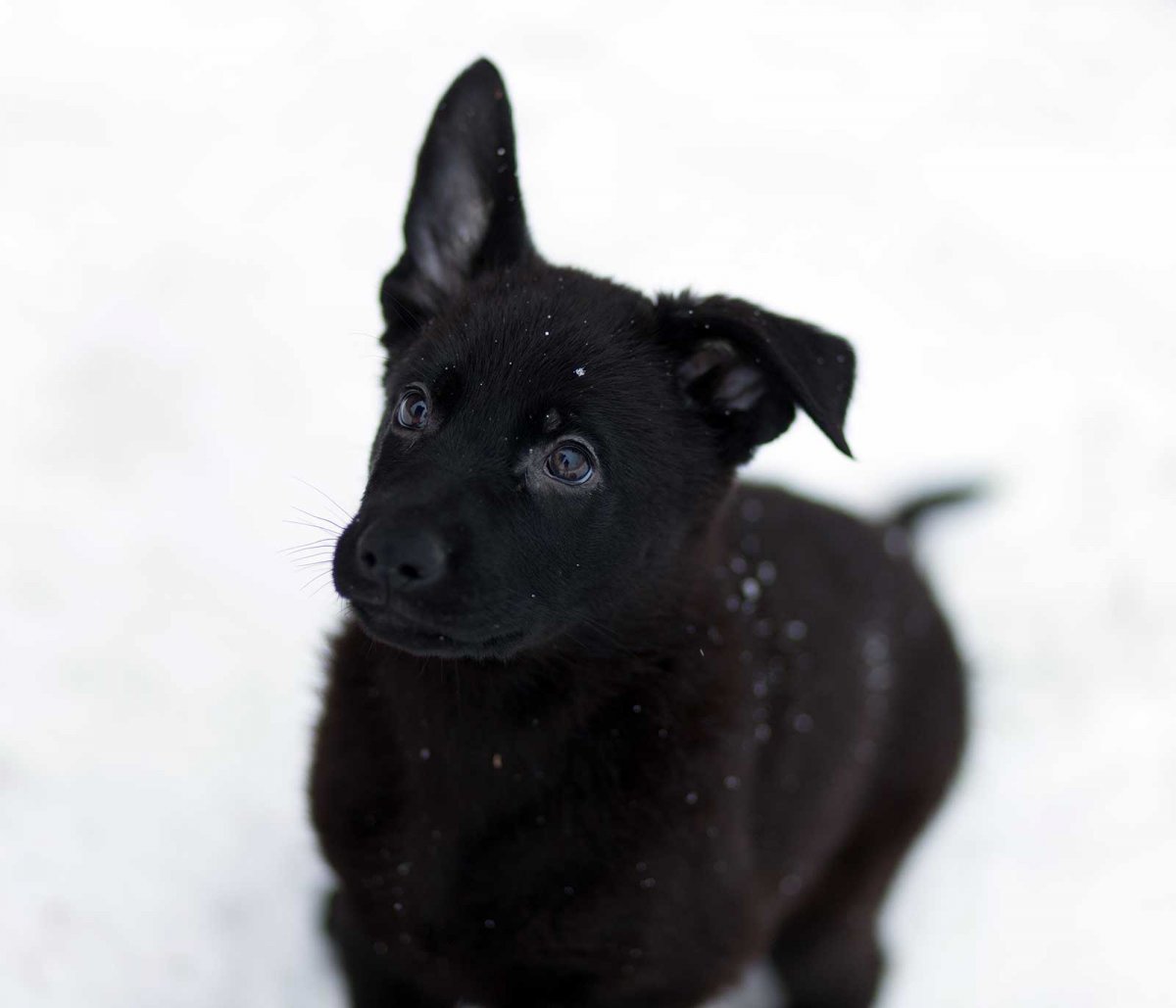 Немецкая овчарка черная и БШО