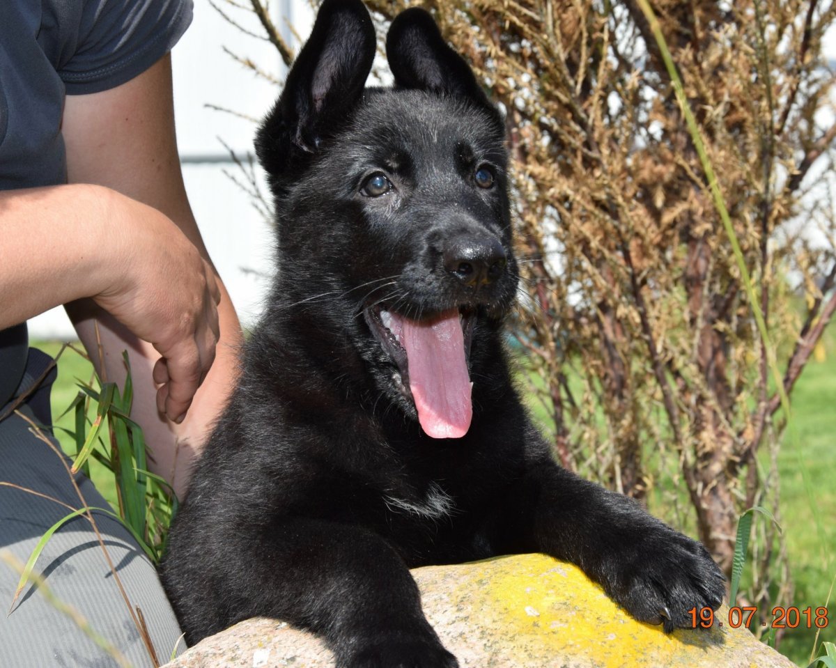 Доберман и грюнендаль