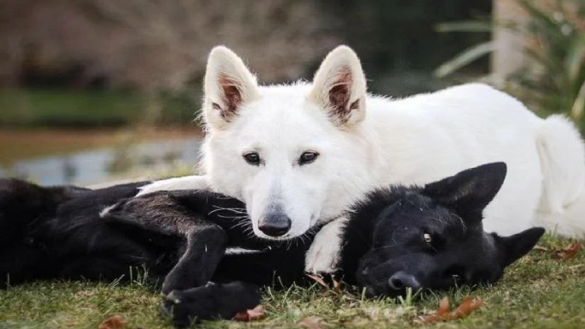 Швейцарская овчарка черная гладкошерстная