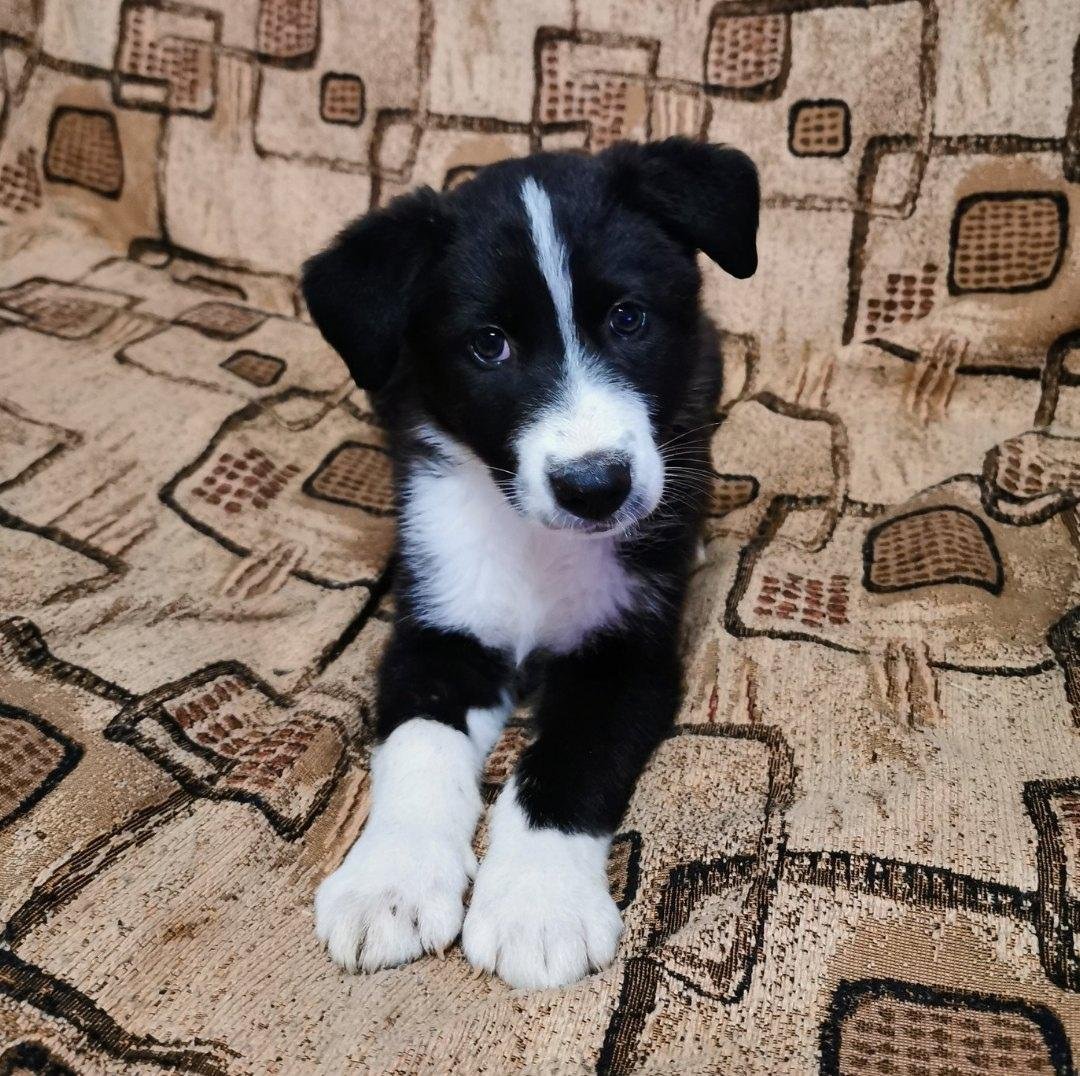 Метис бордер колли