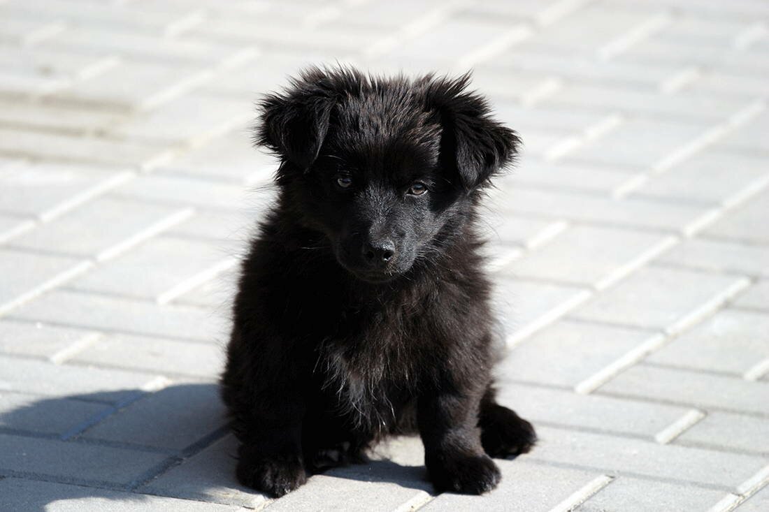 Дворняга черно коричневая