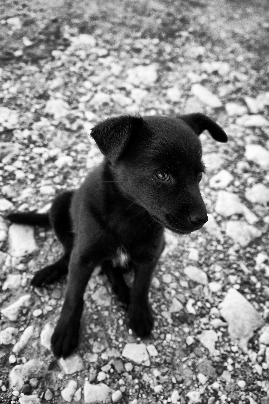 Черно белый щенок дворняга