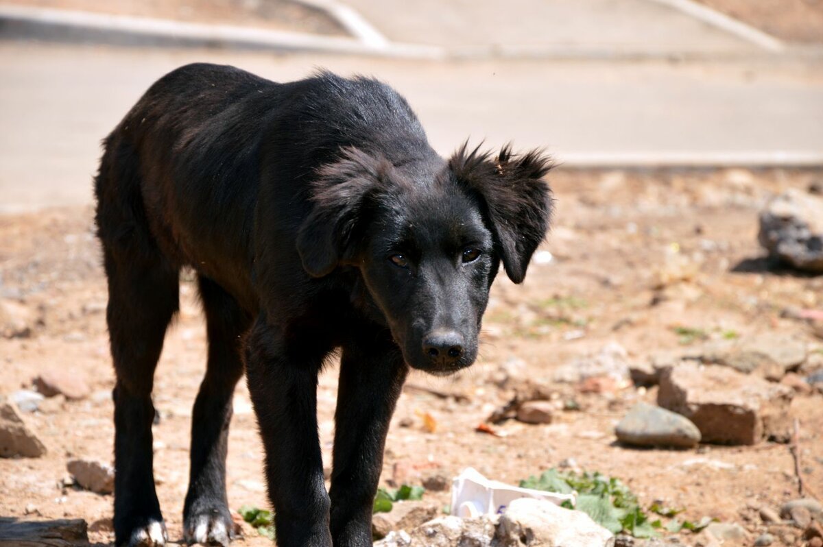 Черная большая собака дворняжка