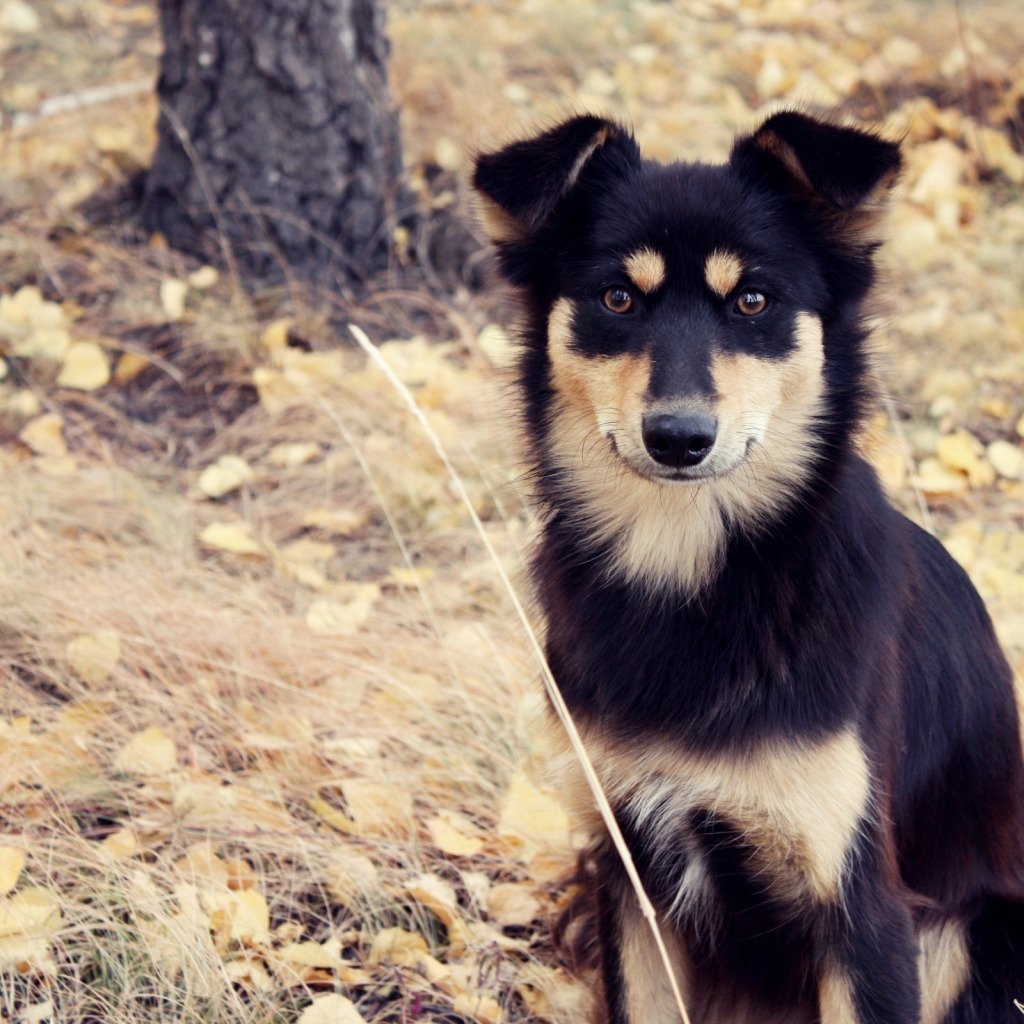 Черный щенок дворняги