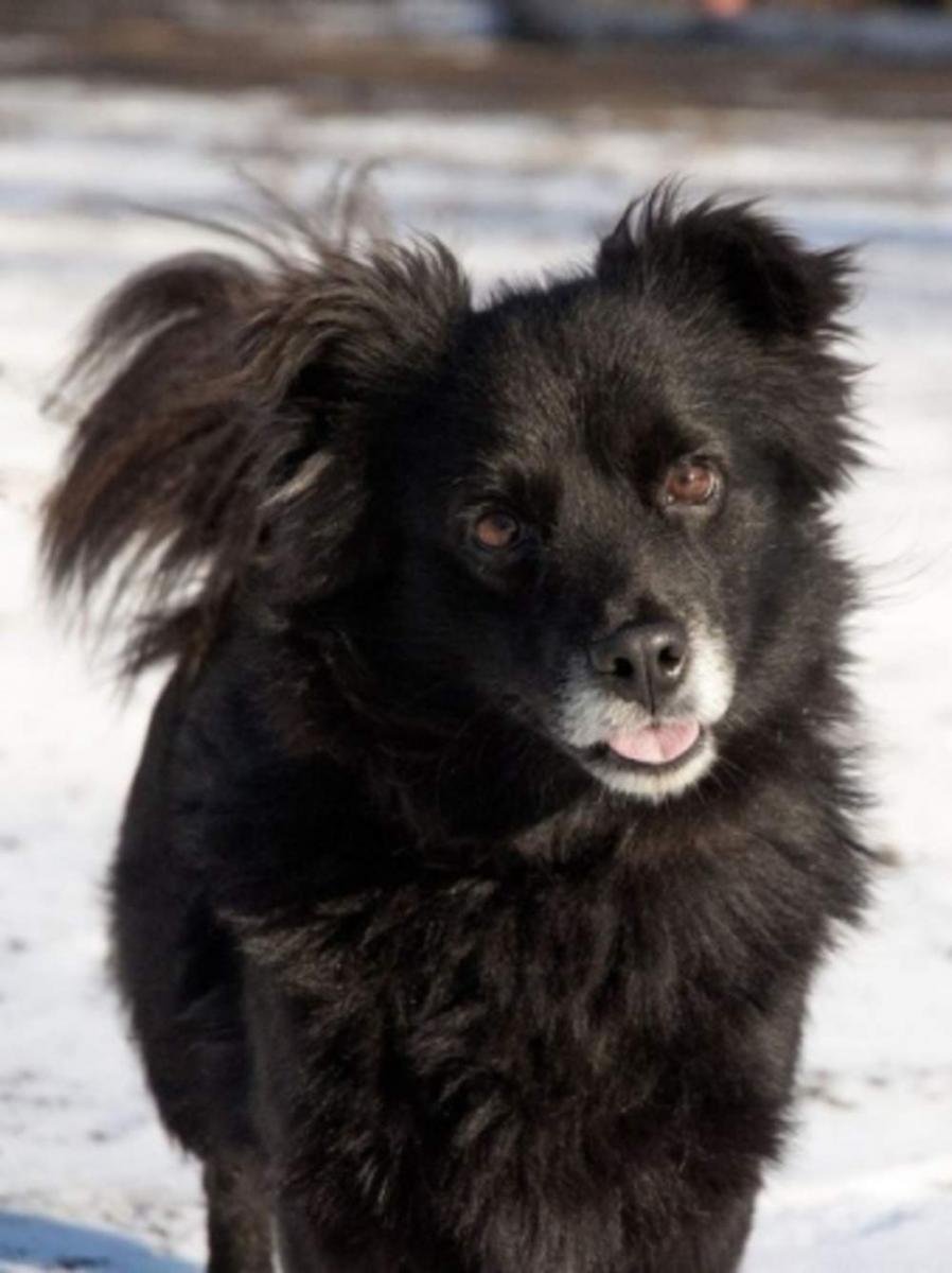 Собака дворняжка черная