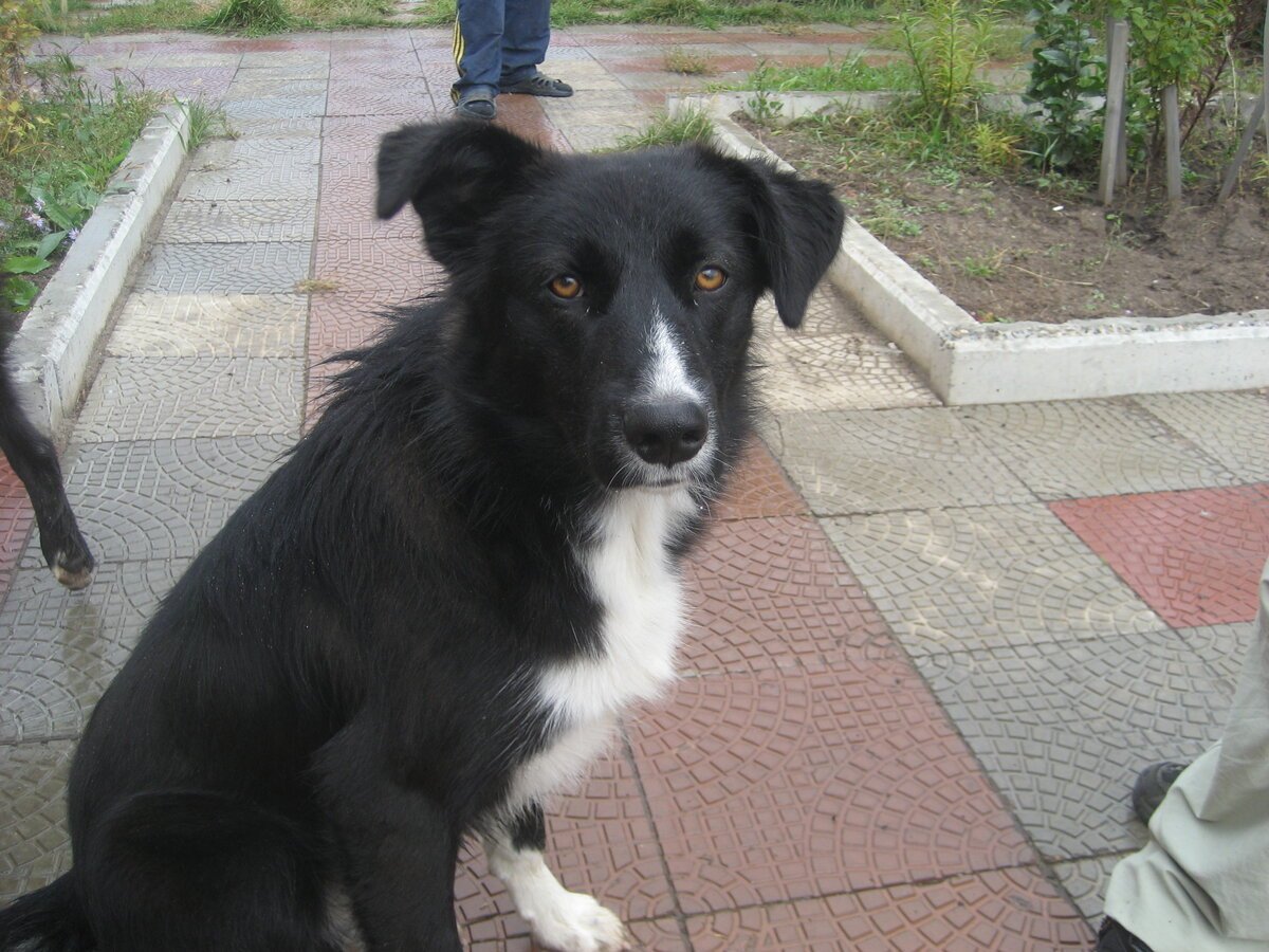 Двортерьер собака черная