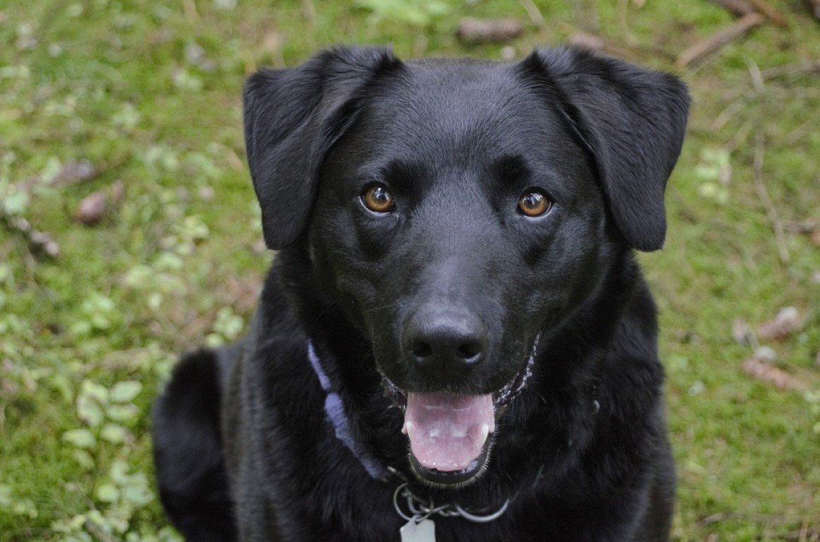 Шпиц дворняжка черный