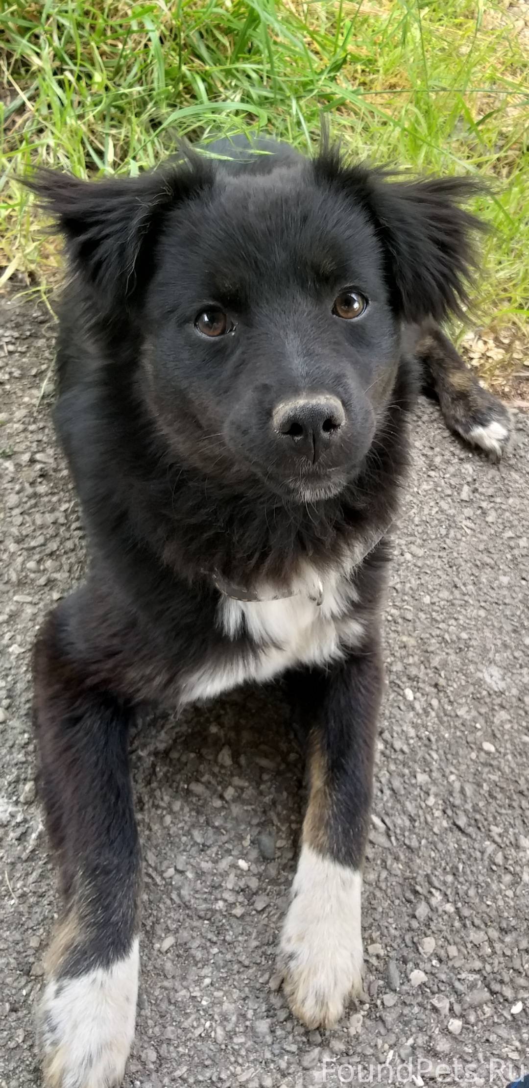 Дворняжка черная пучеглазая