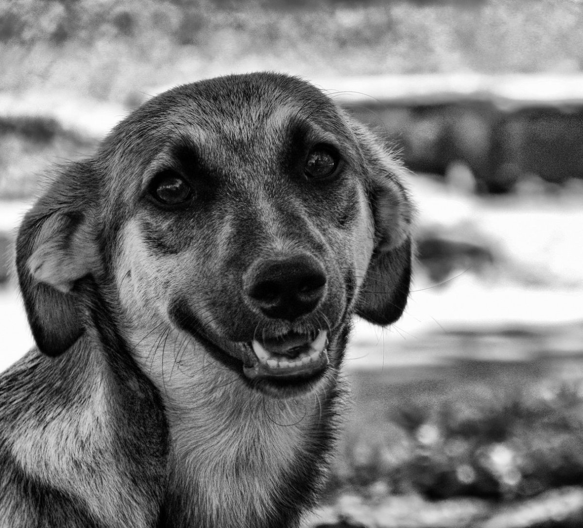 Черный щенок дворняжки