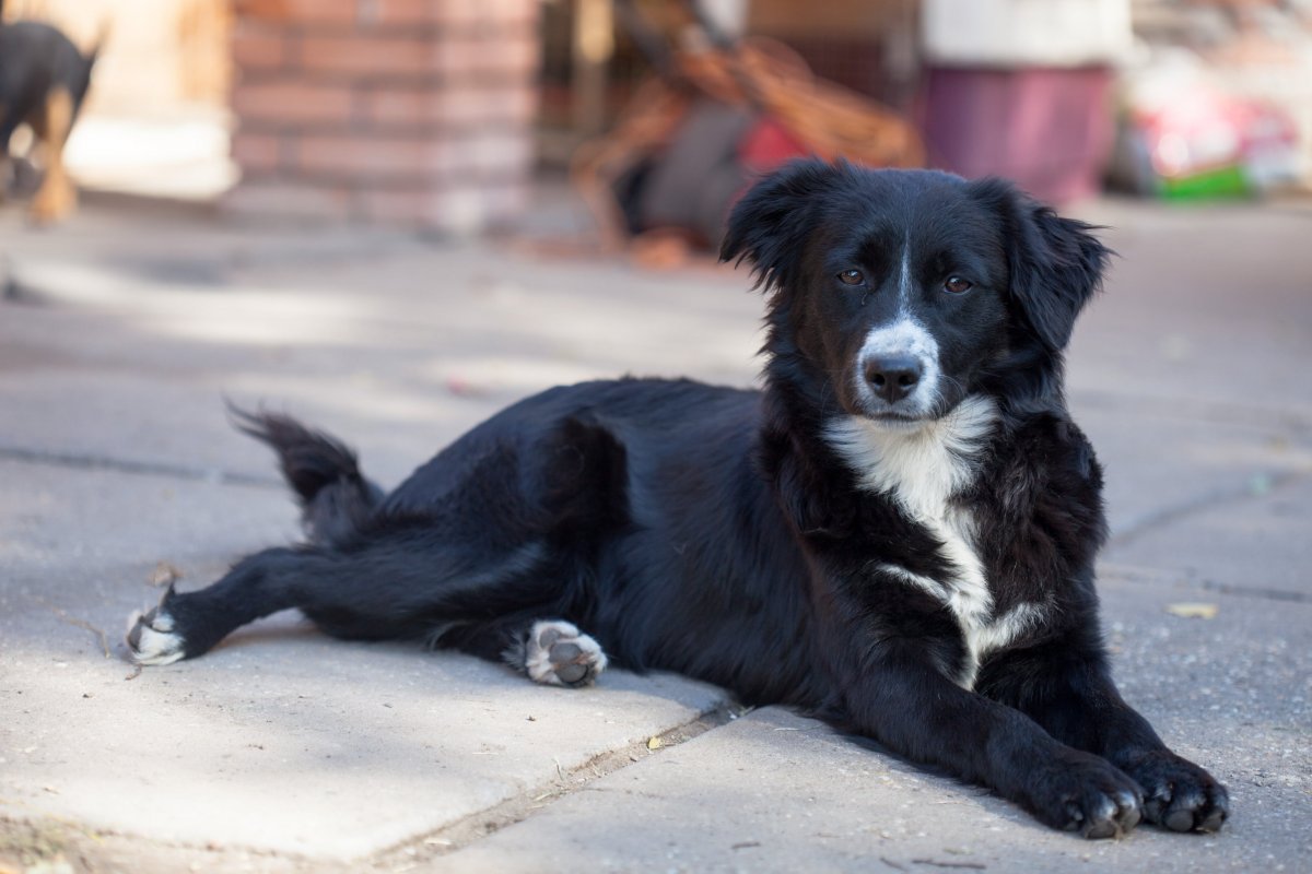Глаза собаки