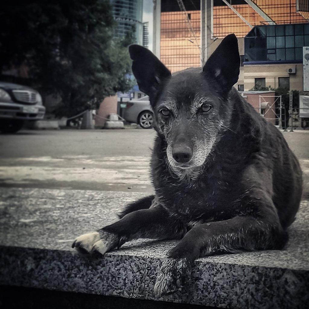 Собачка дворняга