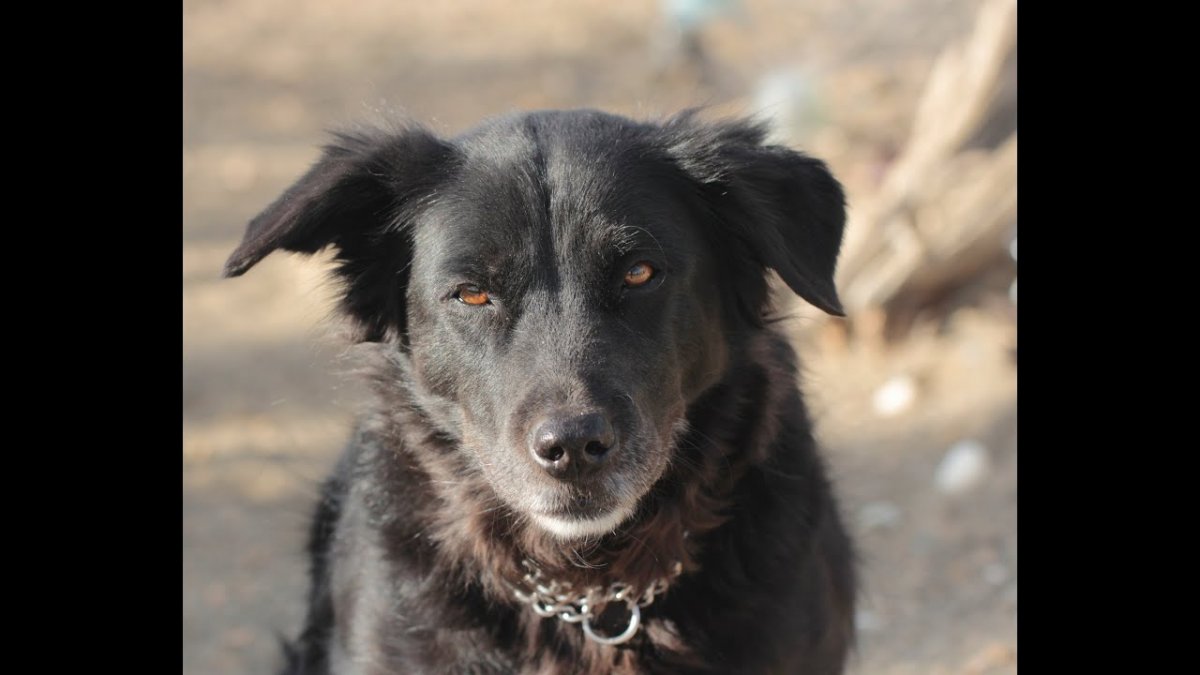 Блэк бордер