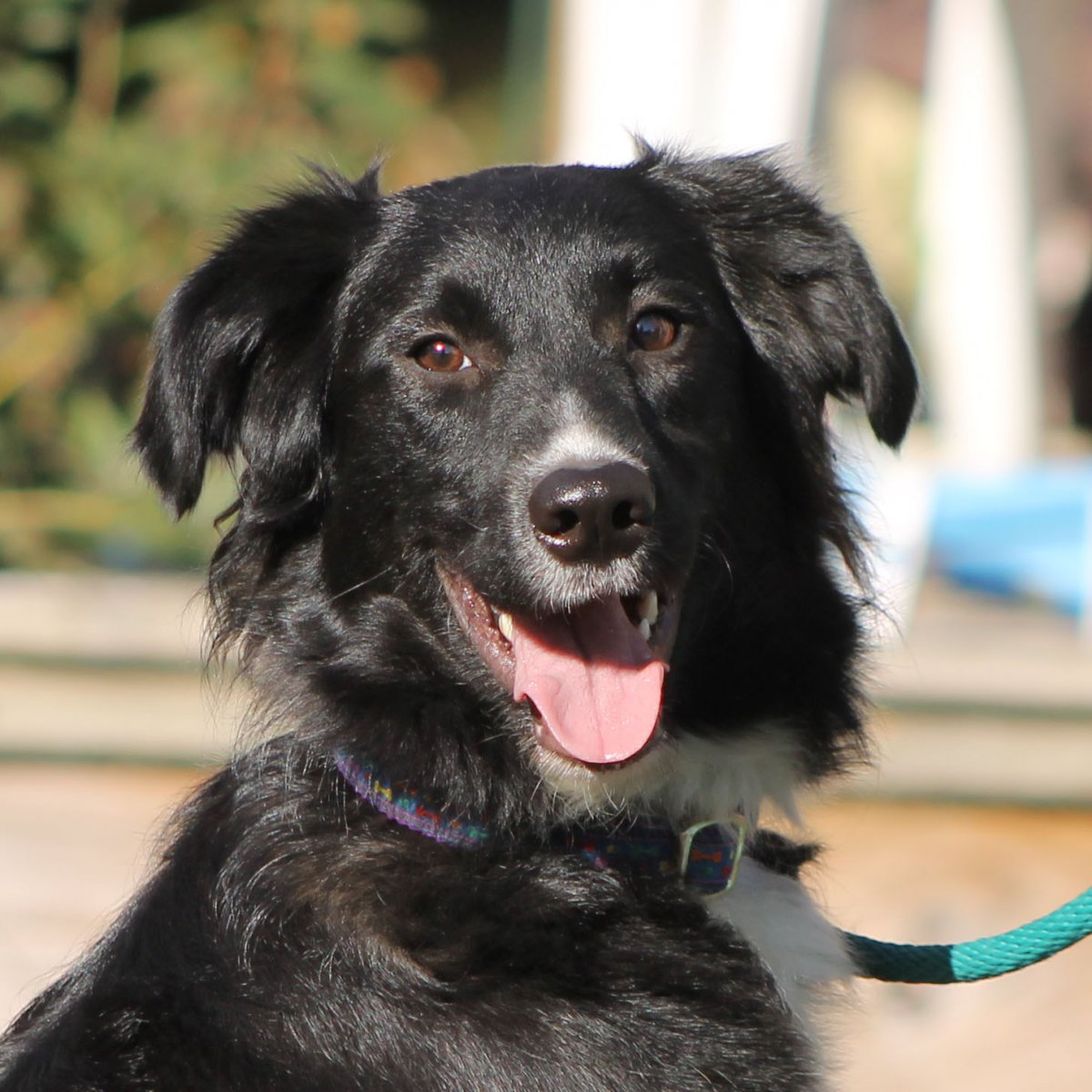 Черная собака дворняга