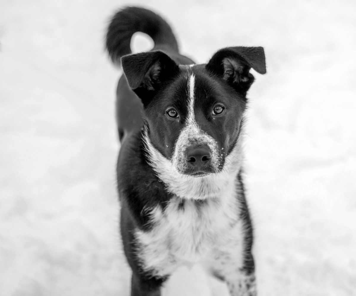 Старая бездомная собака