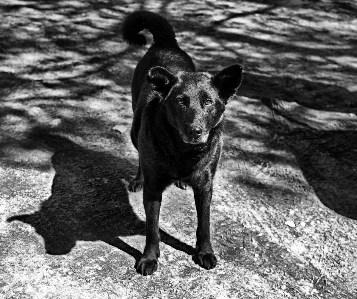 Дворняжка Кейси