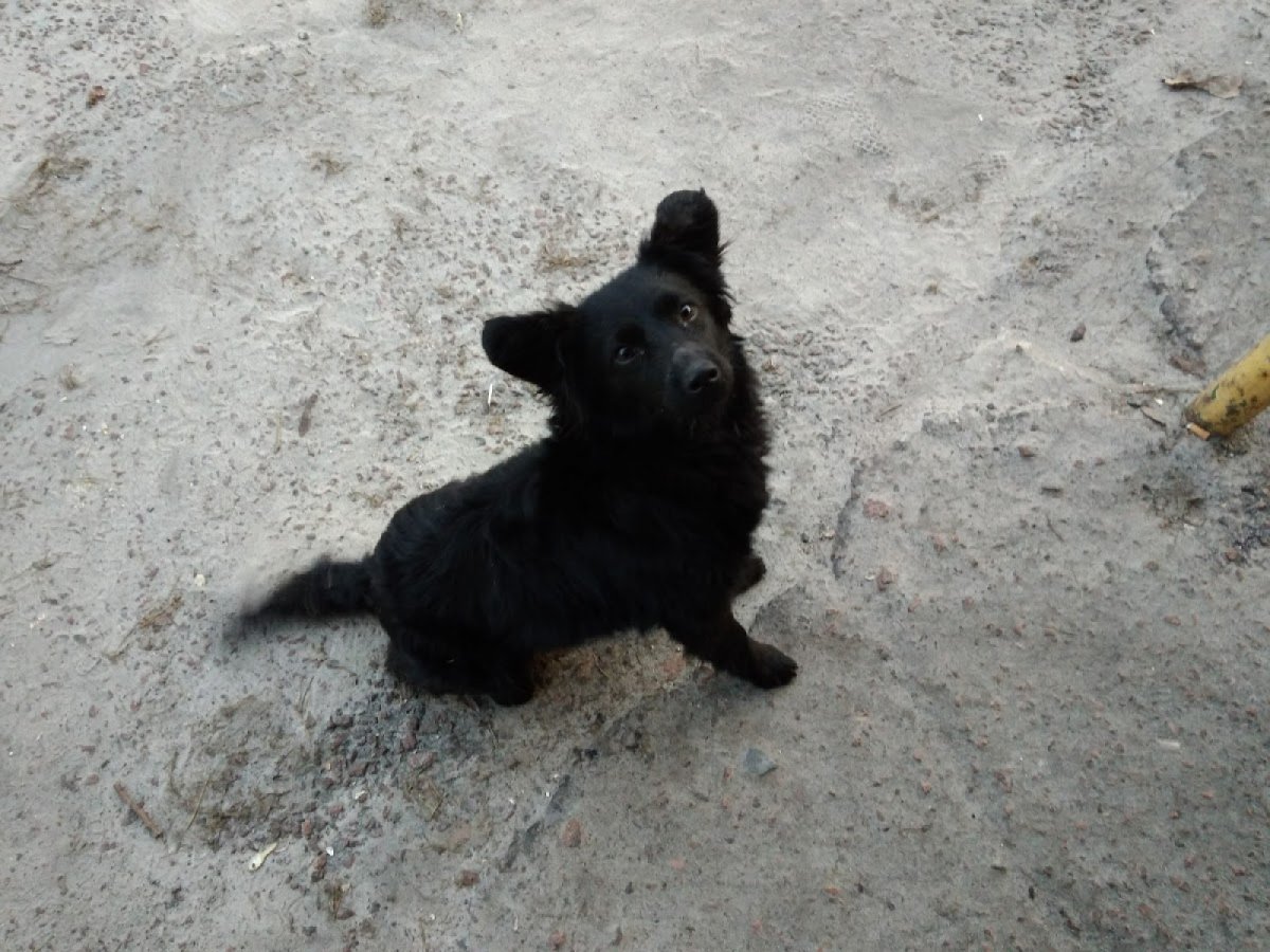 Черная маленькая собачка дворняжка