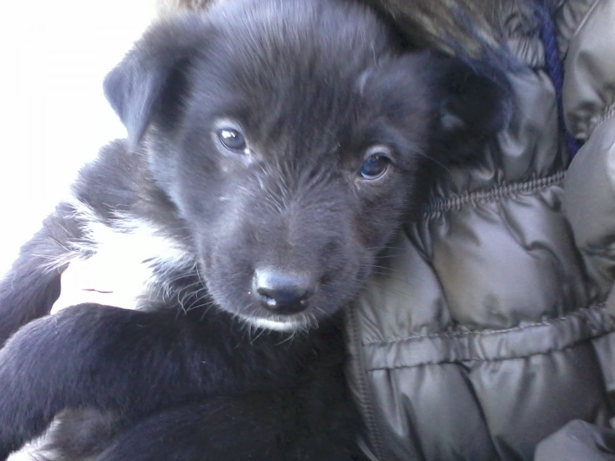 Черная дворняжка взрослая