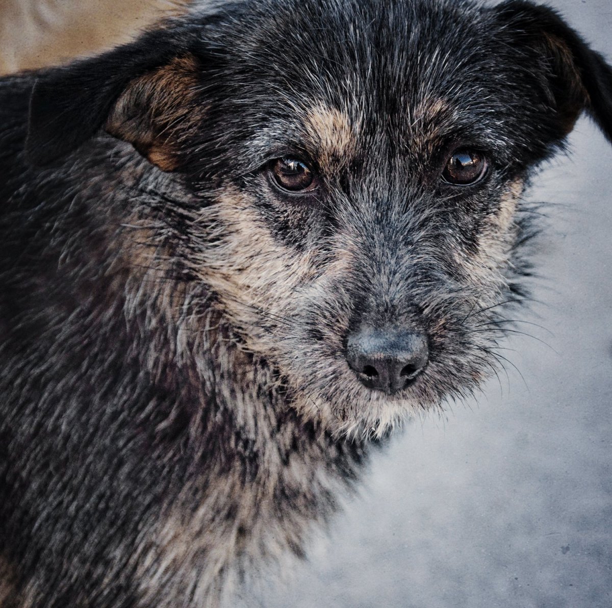 Черный щенок дворняжки