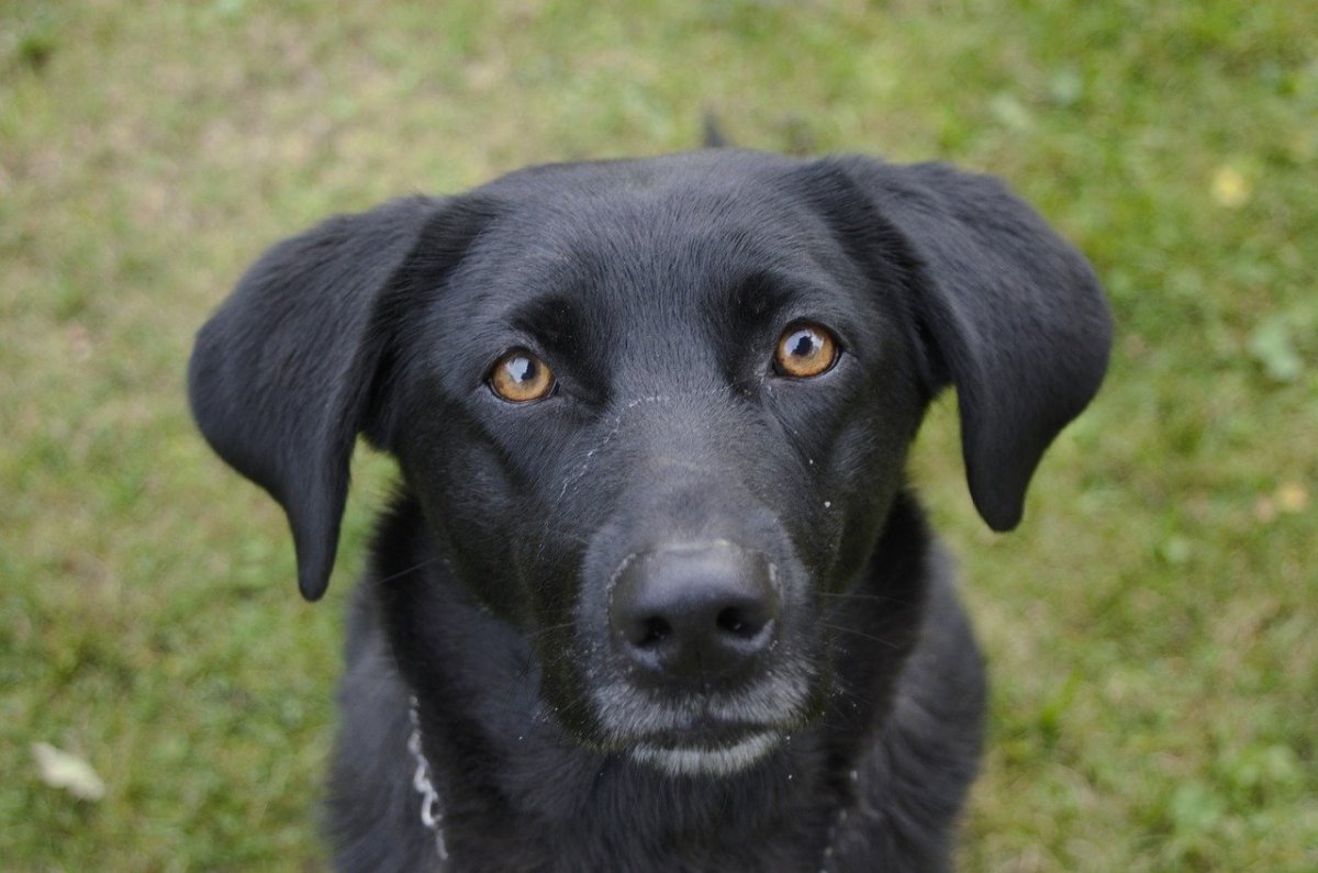 Черно-подпалый двортерьер