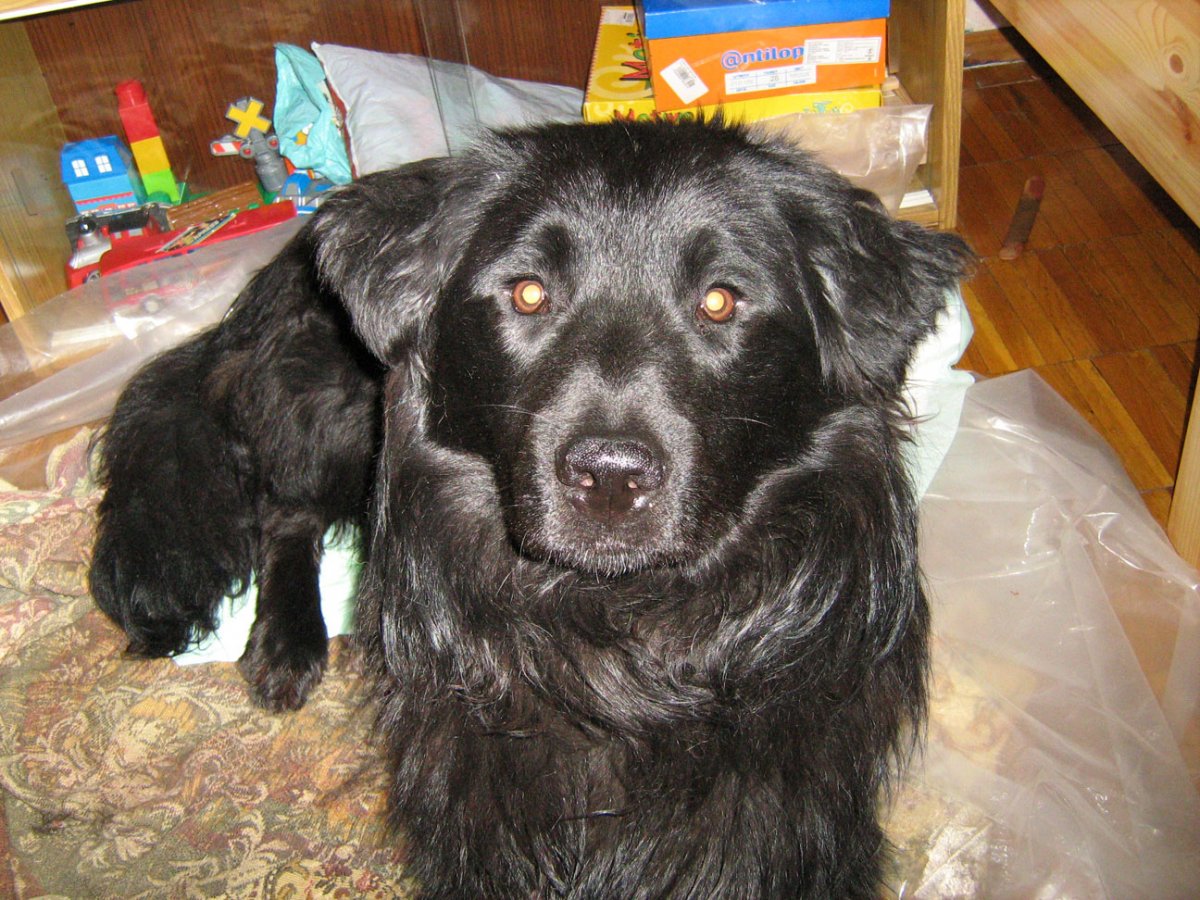 Щенок черный дворняжка дворняжка