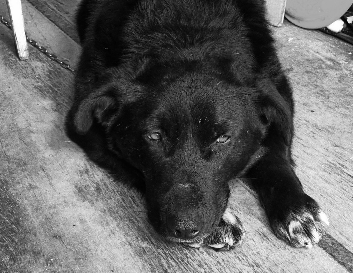 Черные дворовые щенки