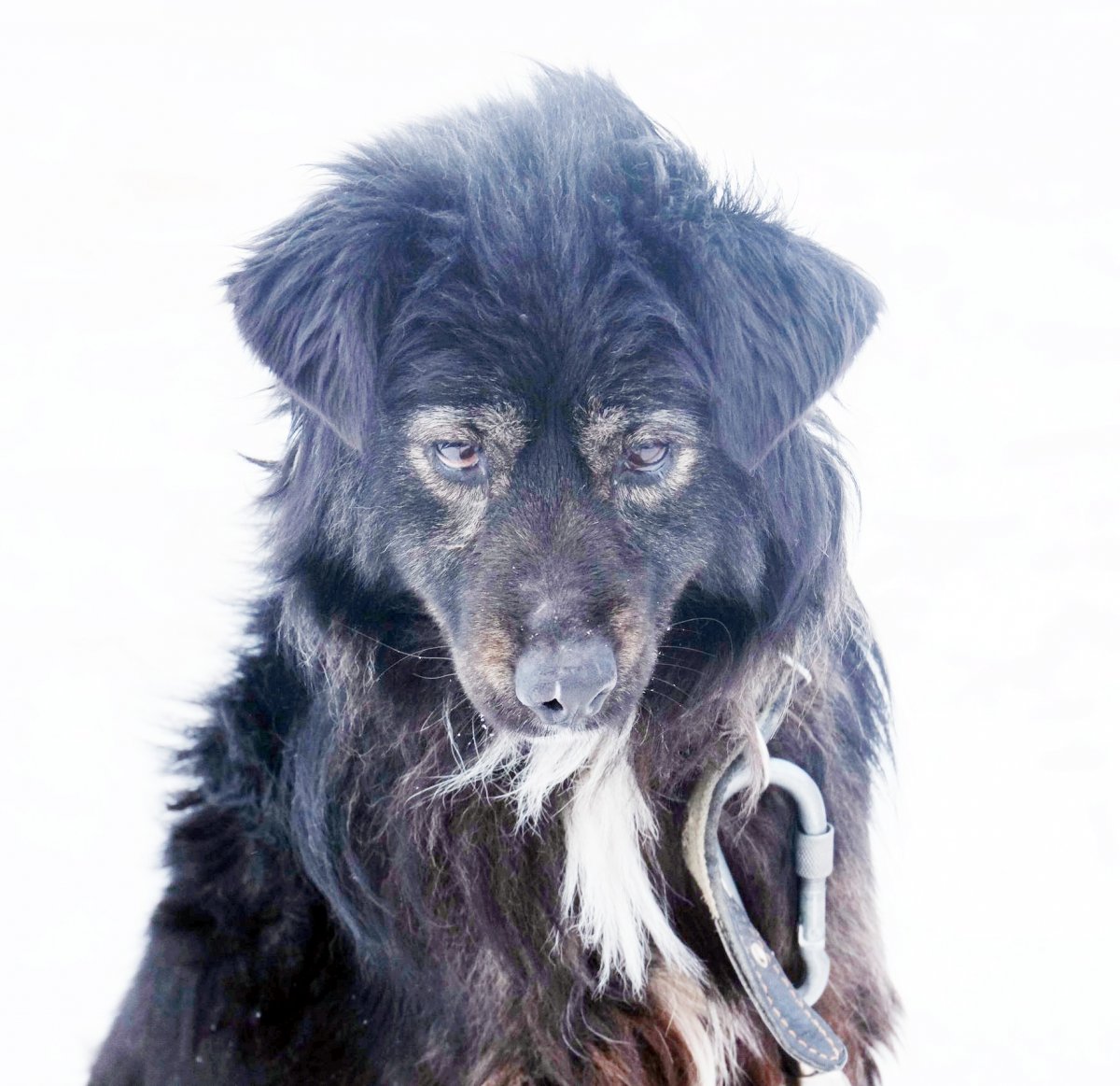 Черный слепой щенок дворняжки