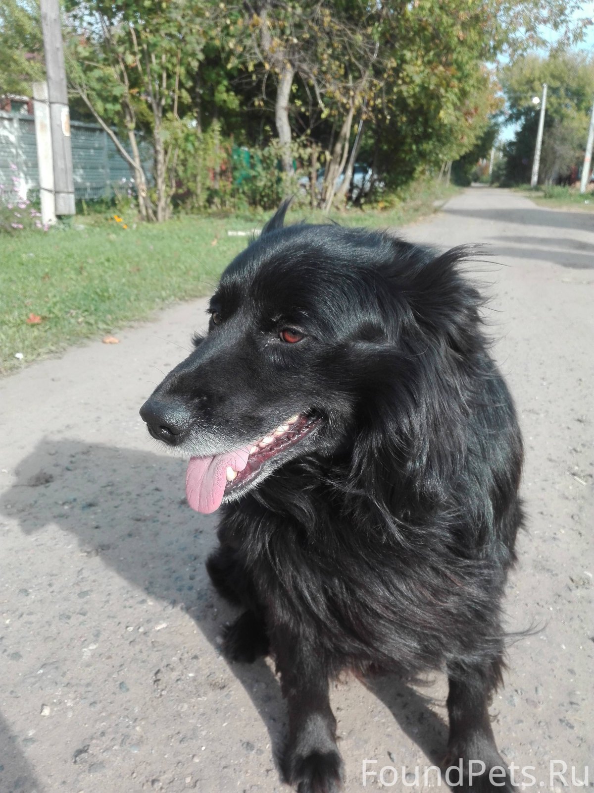 Маленькая чёрная собака дворняжка