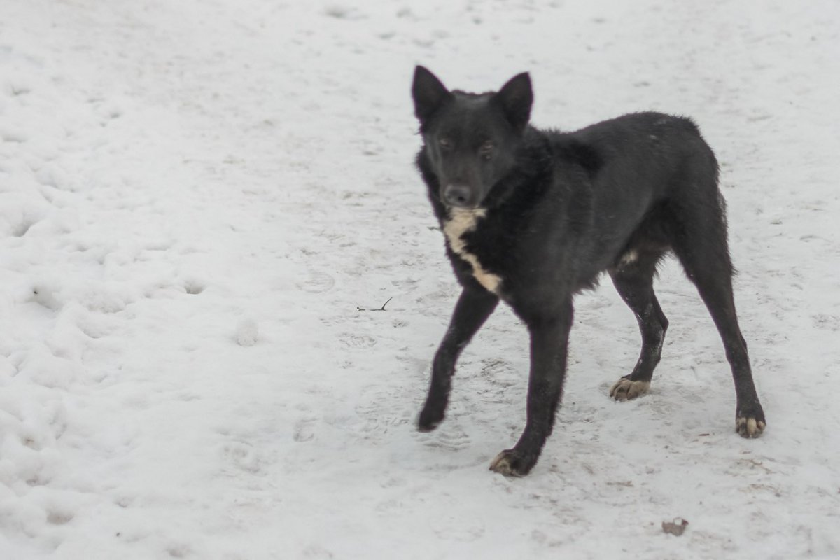 Черная беспородная собака