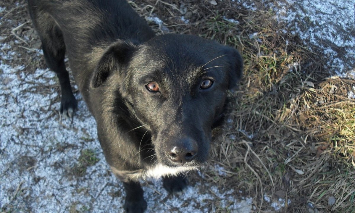 Двортерьер черный