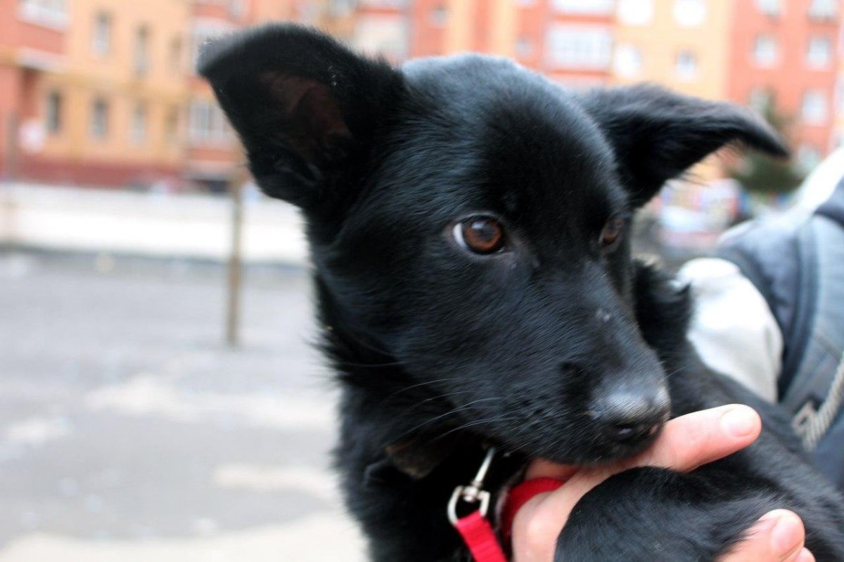 Черный щенок дворняжки
