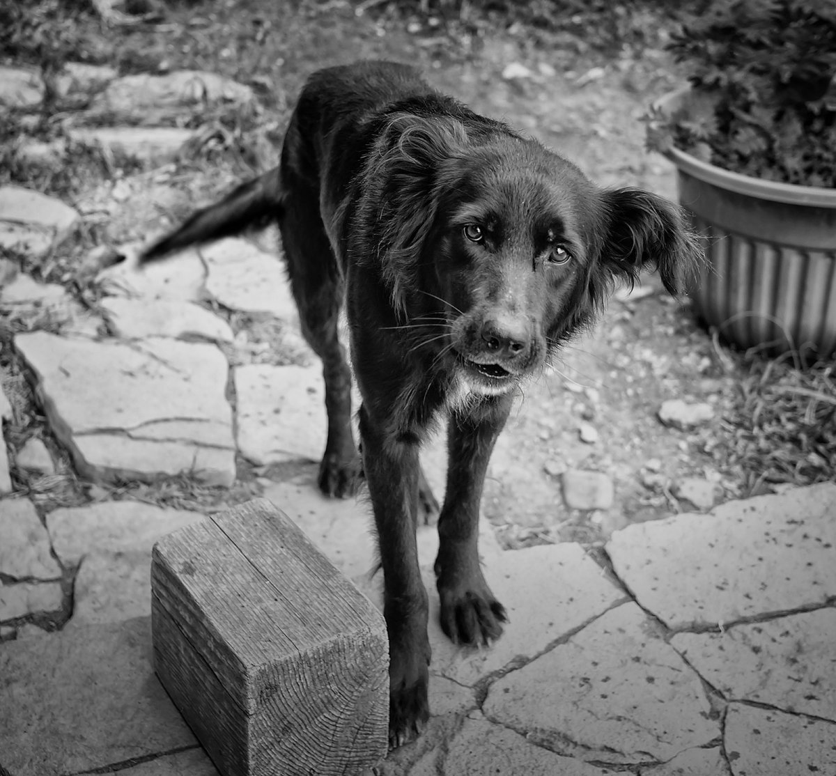 Черные собаки