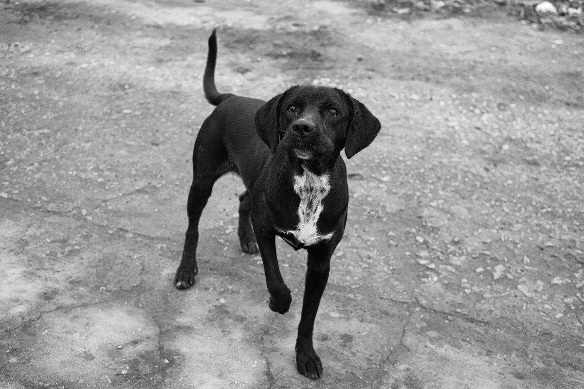 Беспородная собака дворняга