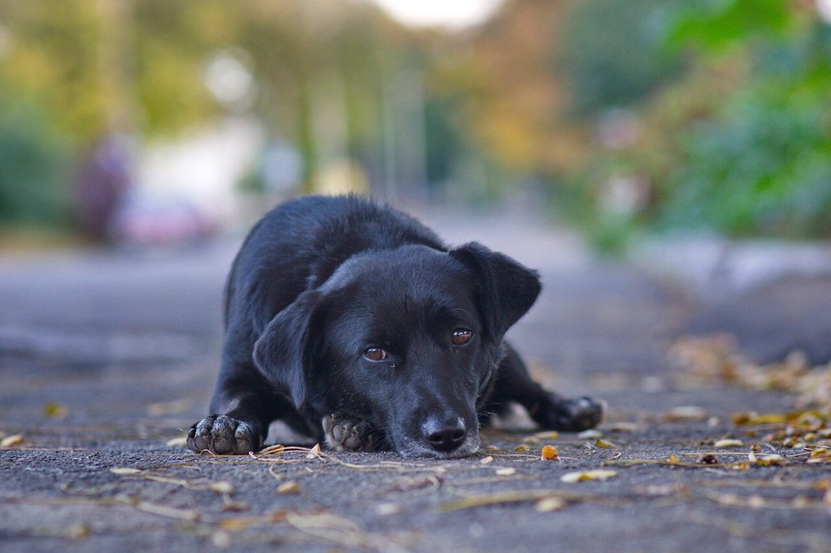 Чёрная с белым собака дворняга
