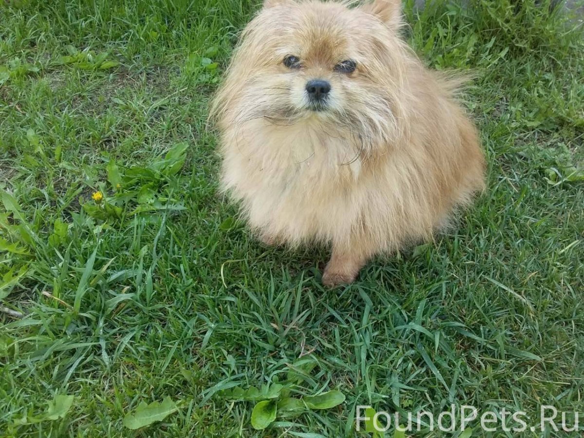 Шпиц и Йоркширский терьер