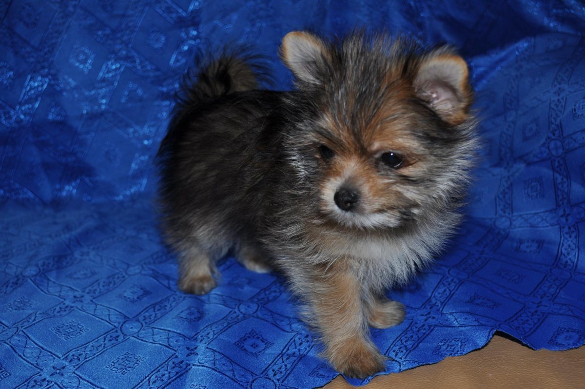 Померанский шпиц и Йоркширский терьер