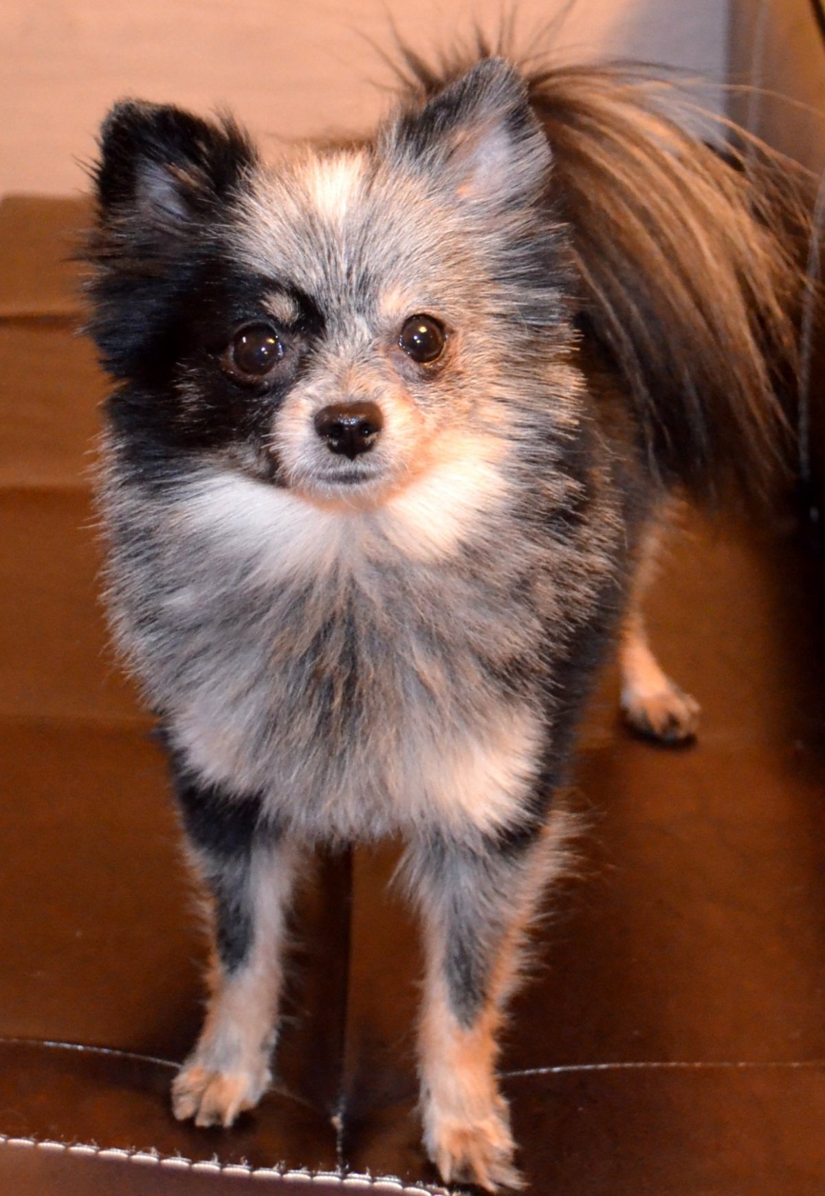 Метис Йорка и шпица