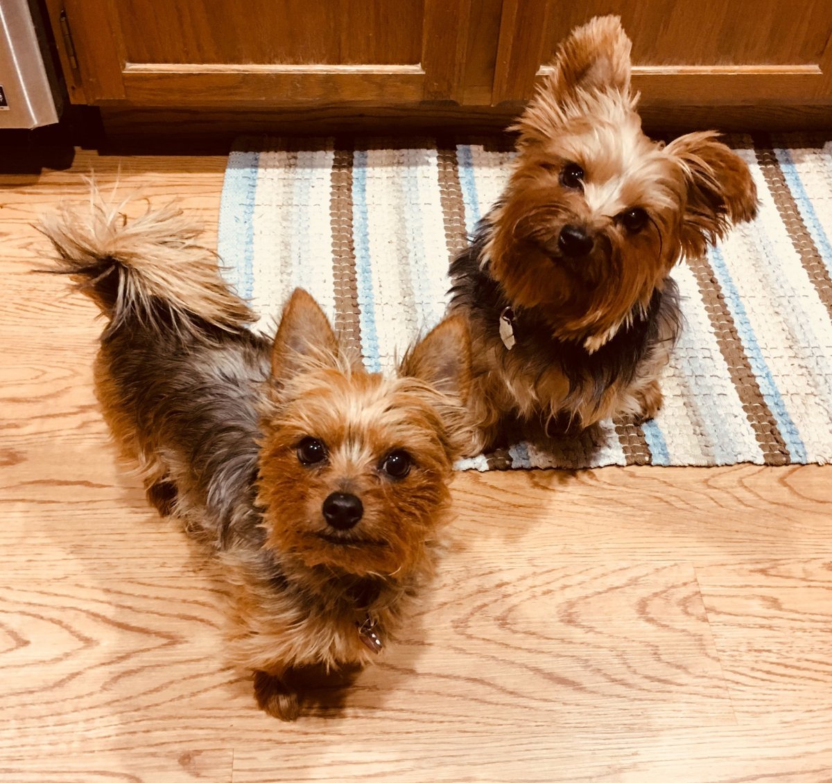 Помесь шпица и Йорка