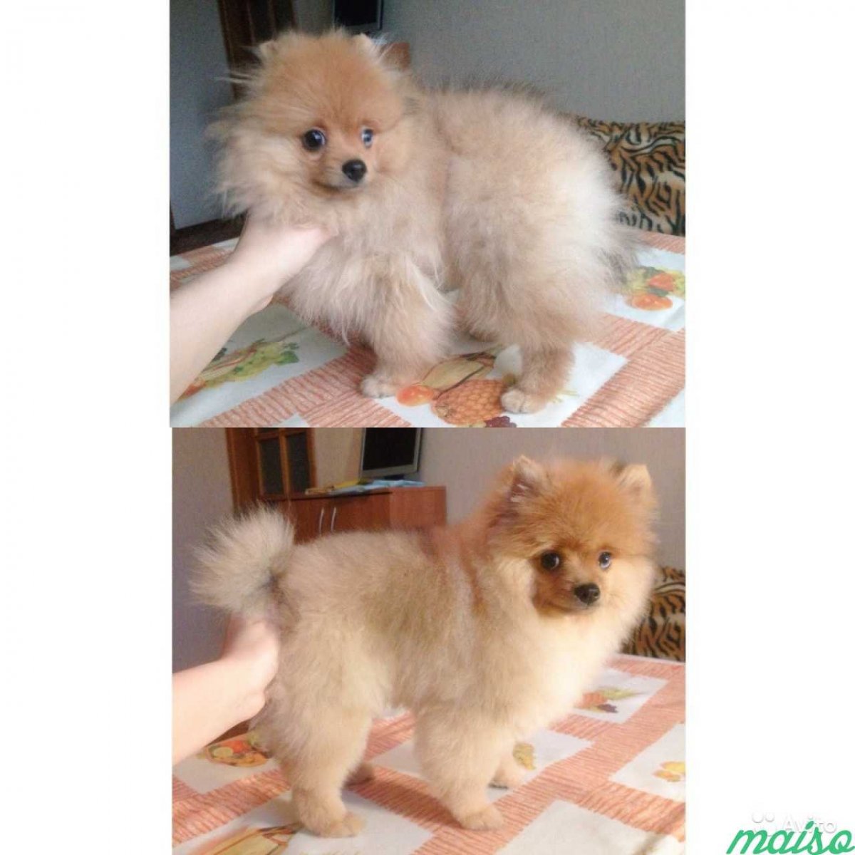 Смесь чихуахуа и йоркширского терьера