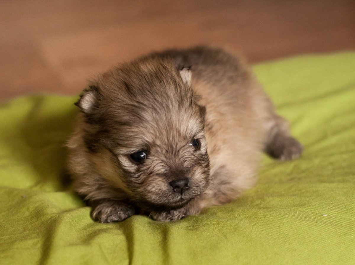 Смесь йорк и шпиц