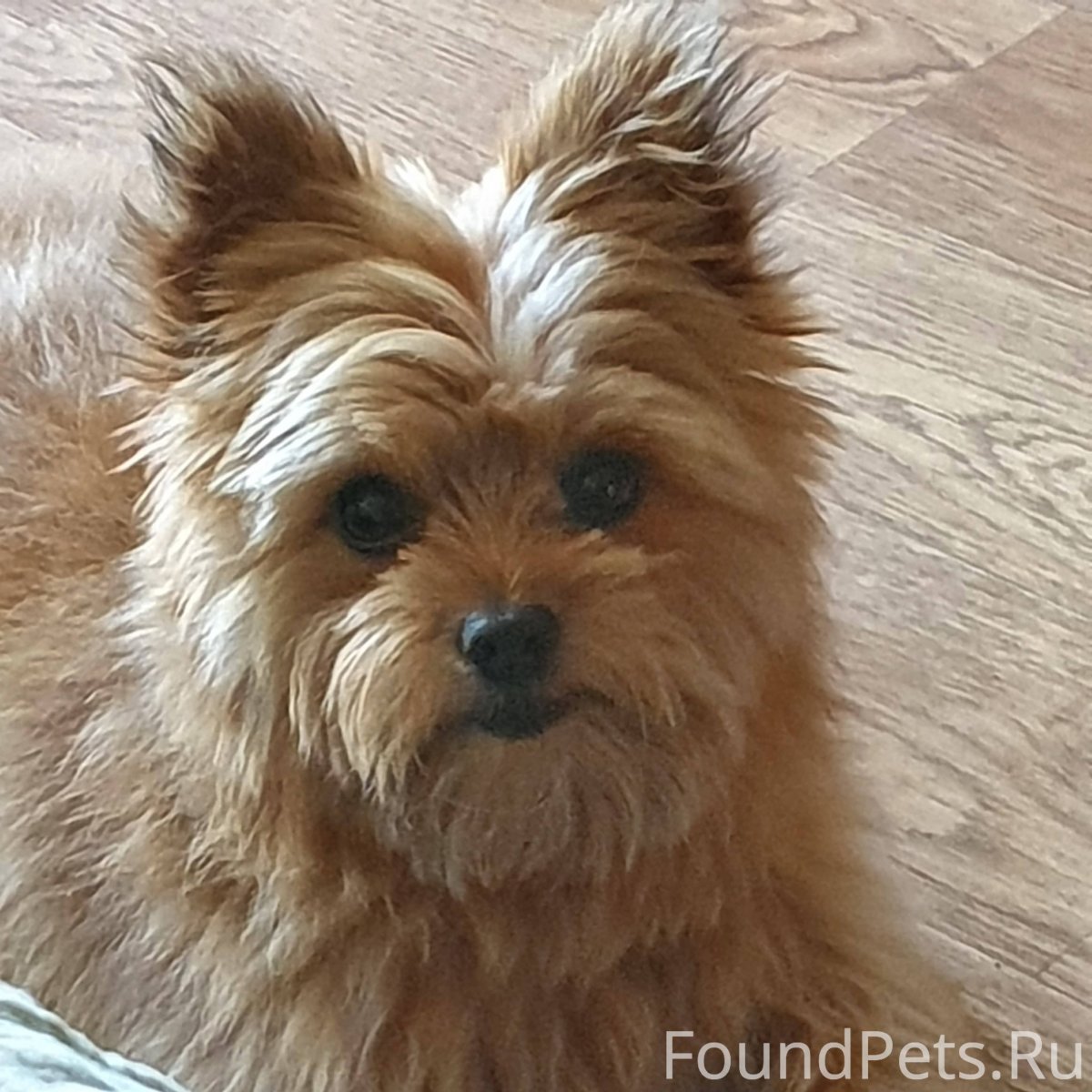 Метис Йорка и шпица