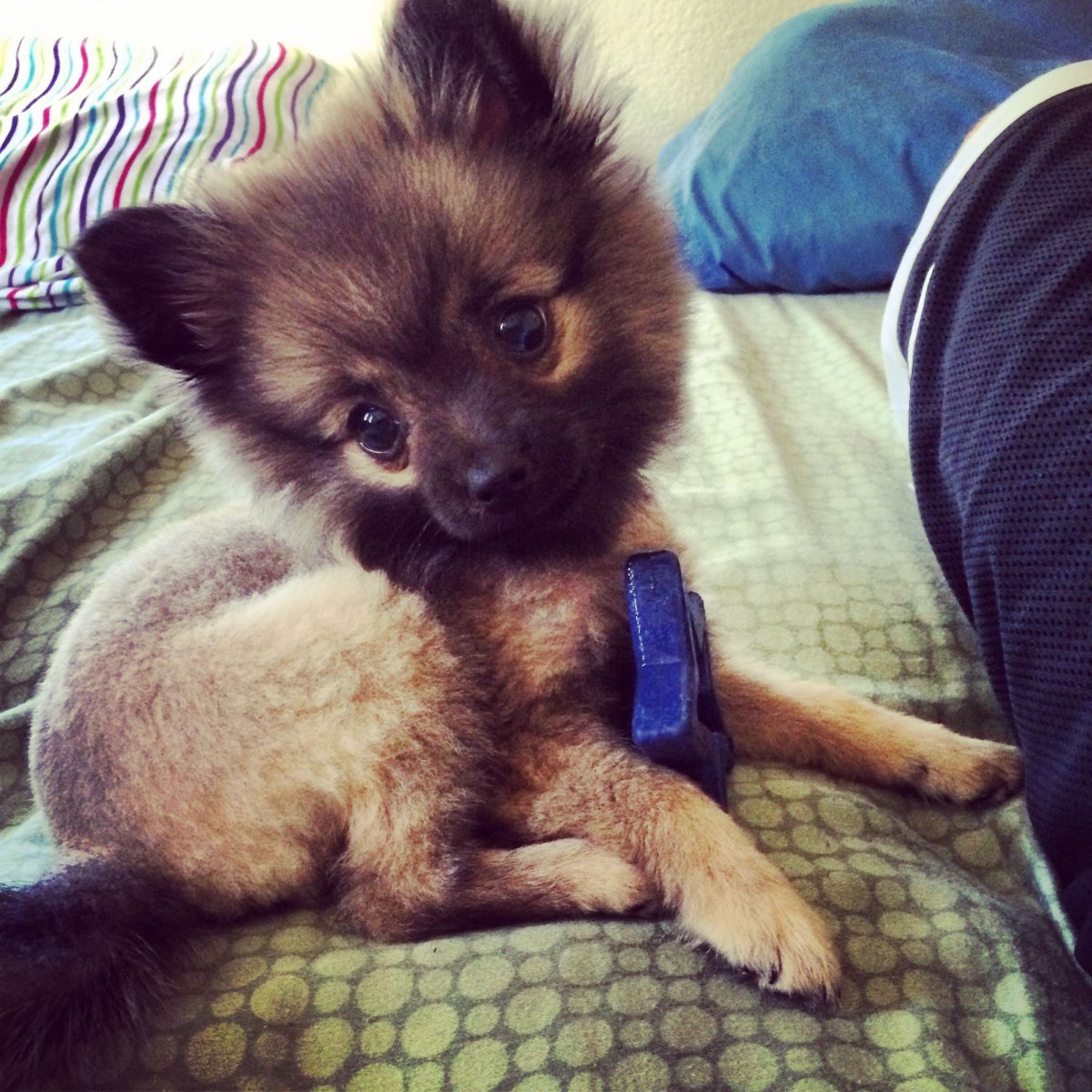 Помесь шпица и Йорка