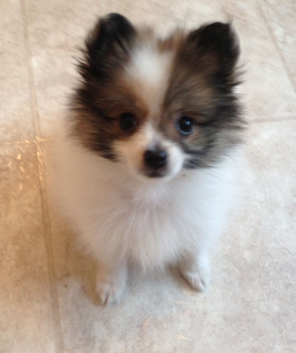 Помесь тоя и шпица