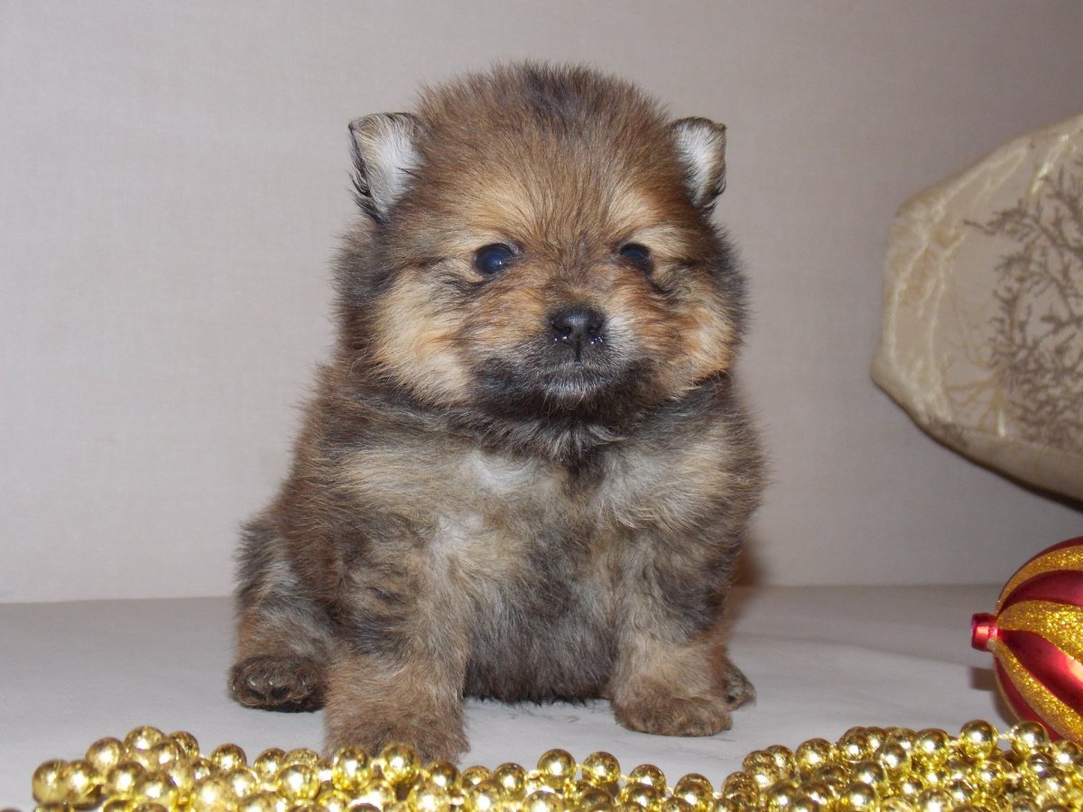 Корги Йоркшир