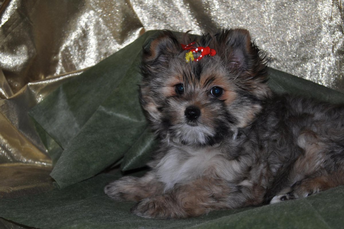 Щенки смесь Йорка и шпица