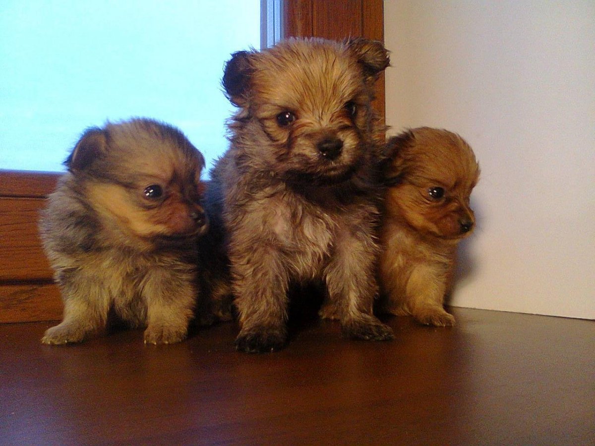 Собака метис Йорка и шпица