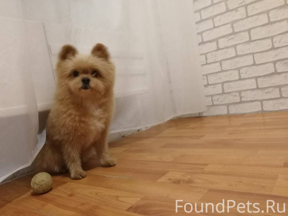 Шпиц и Йорк