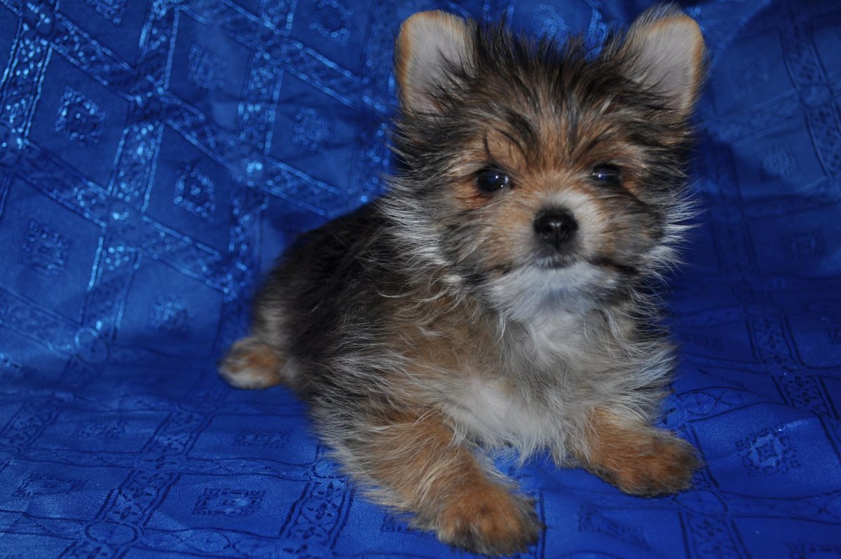 Шпиц и Йоркширский терьер смесь