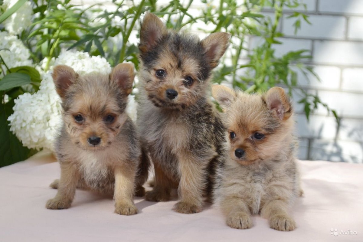 Шпиц и Йорк