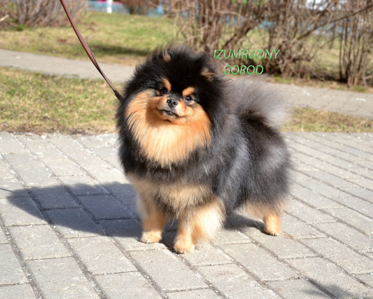 Метис Йорка и шпица