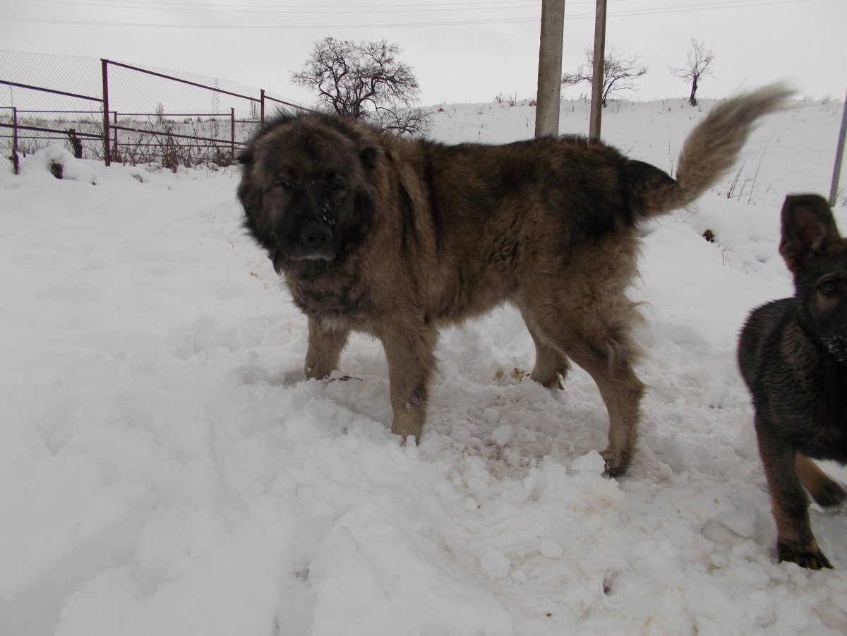 Метис Кавказская овчарка и алабай